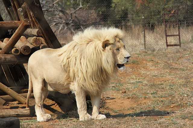 Sudáfrica, Kenia, Tanzania, Uganda, Ruanda y Namibia